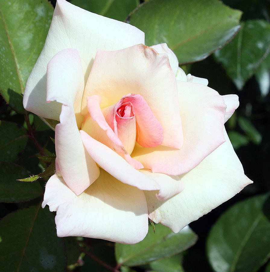 Cream and Pink Rose Photograph by Ellen Tully