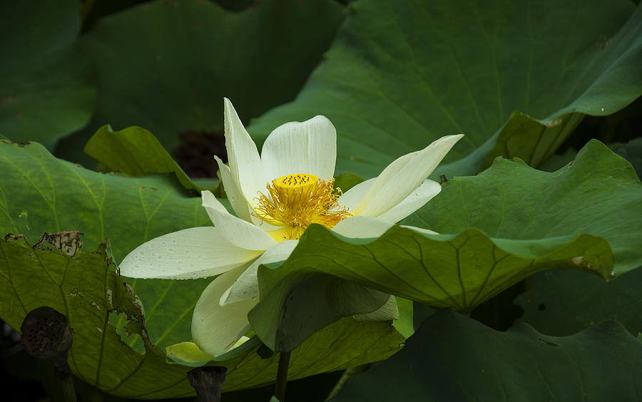 Cream Colored Lotus Photograph by Flees Photos