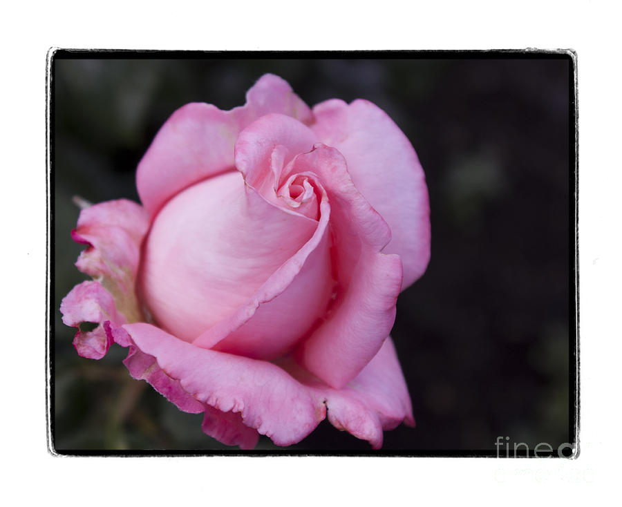 Nature Photograph - Cream Dreamy Pink Rose by Gloria De los Santos