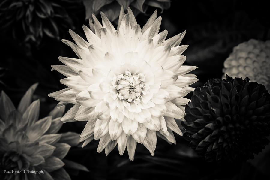 Cream Flowers  Photograph by Ross Henton