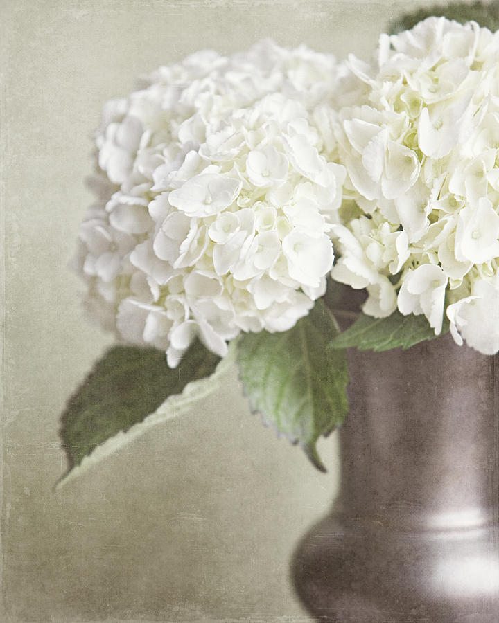 Cream Hydrangea in a Bronze Vase Still Life Photograph by ...