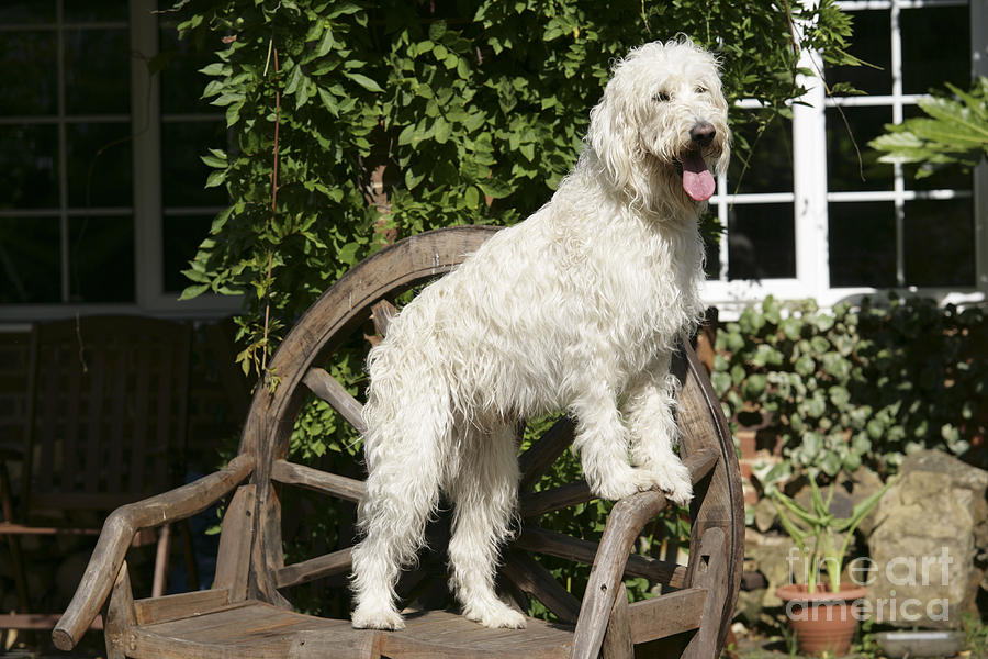 Cream Labradoodle On Wooden Chair Photograph by John Daniels
