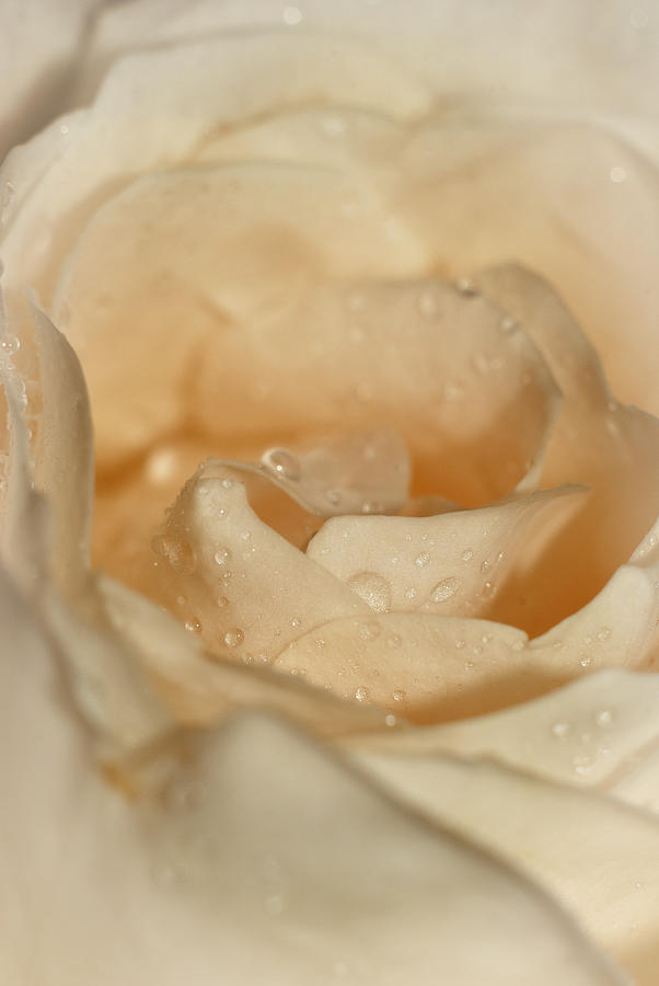 Flower Photograph - Cream rose by Anna Aybetova