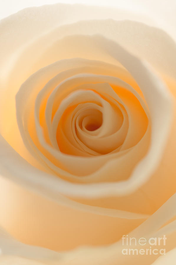 Cream Rose Photograph by Sarah Schroder