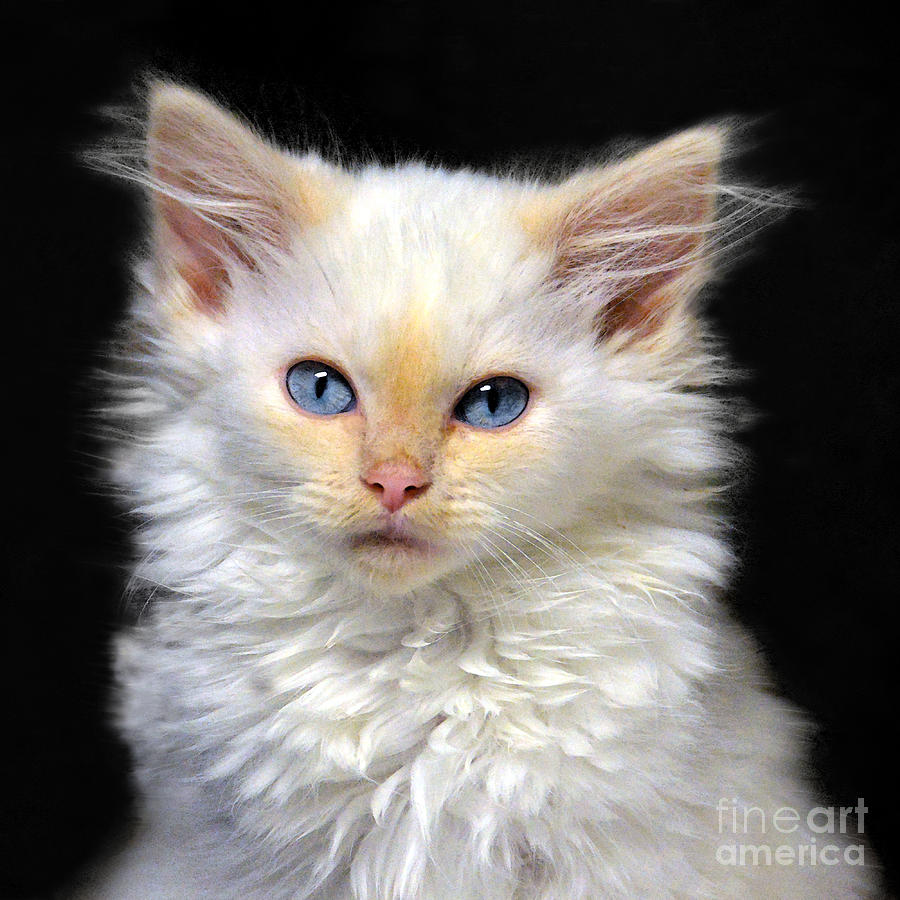 Cream Siamese Kitten Photograph by Catherine Sherman