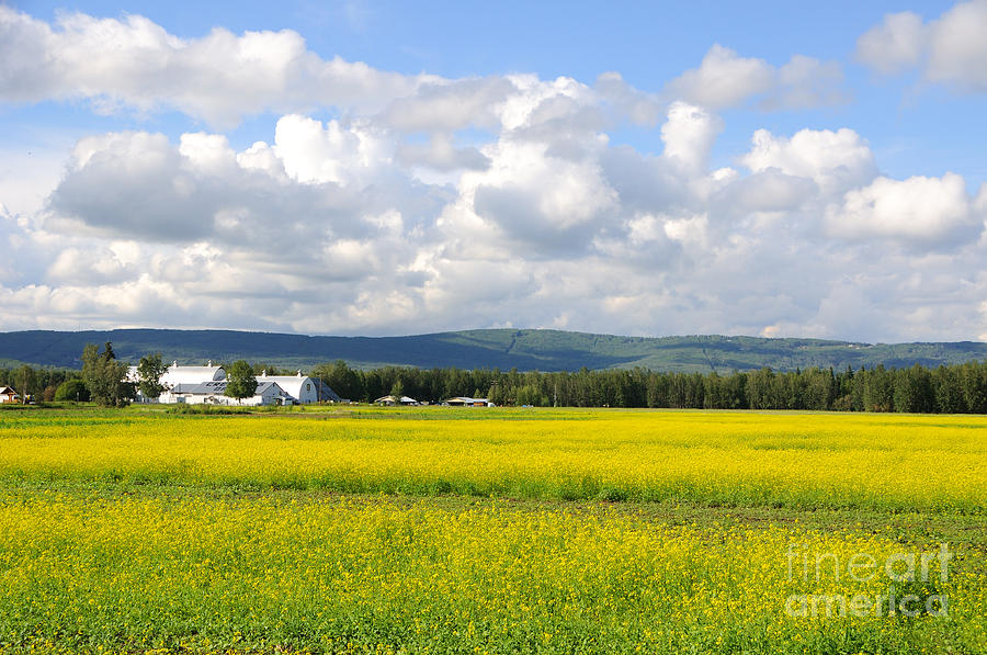 Creamers Field Historic Dairy Farm Canola Summer Bloom Photograph by Gary Whitton