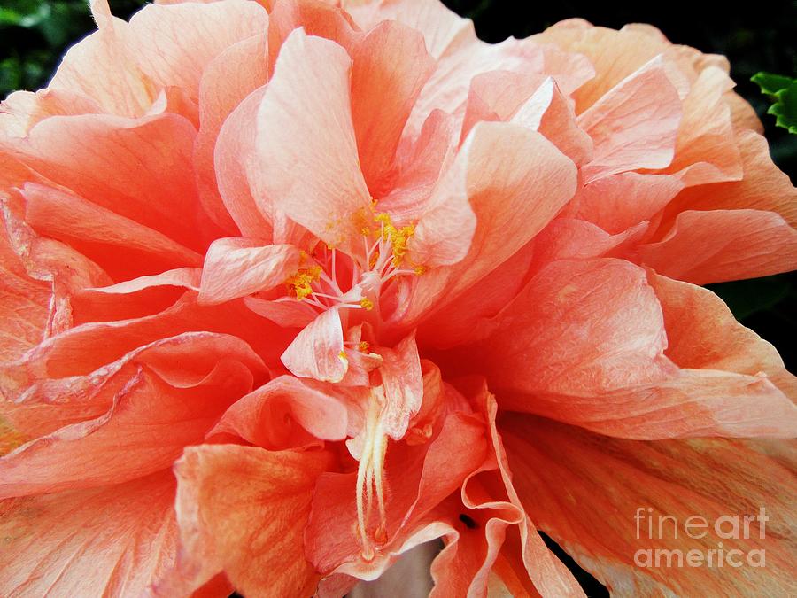 Creamsicle Crepe Paper Photograph by Renee Trenholm