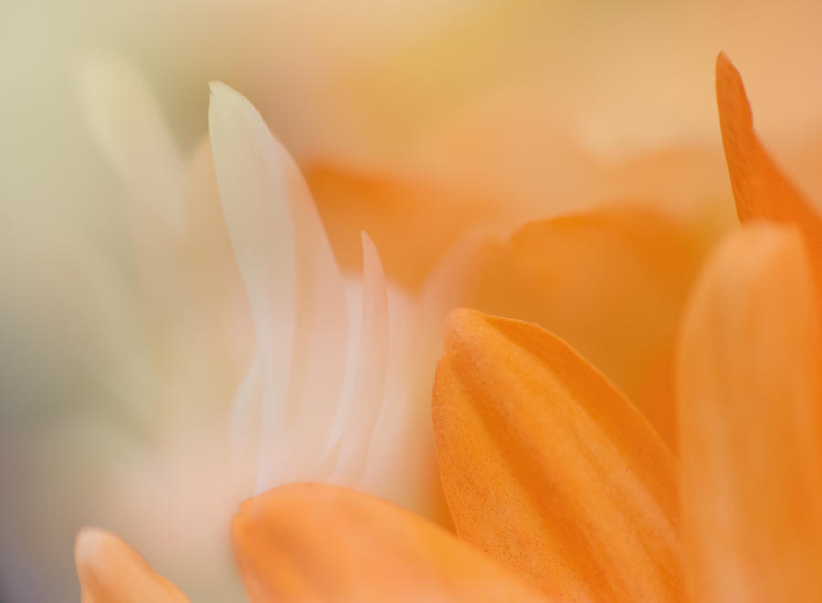 Creamsicle flower Photograph by Carolyn DAlessandro