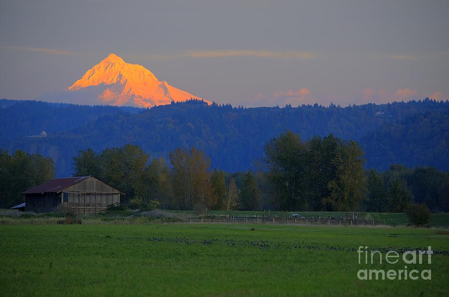 Creamsicle Photograph by Matt Davis Fine Art America