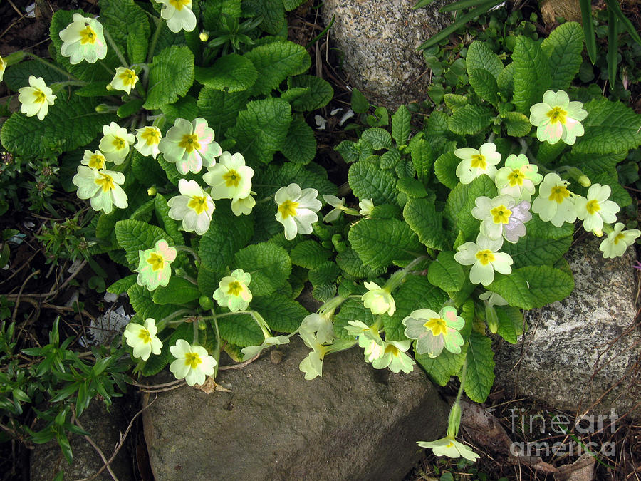 Creamy Flowered Primrose Photograph by Ellen Miffitt