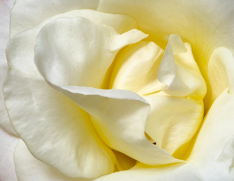 Creamy Rose Photograph by Georgette Grossman