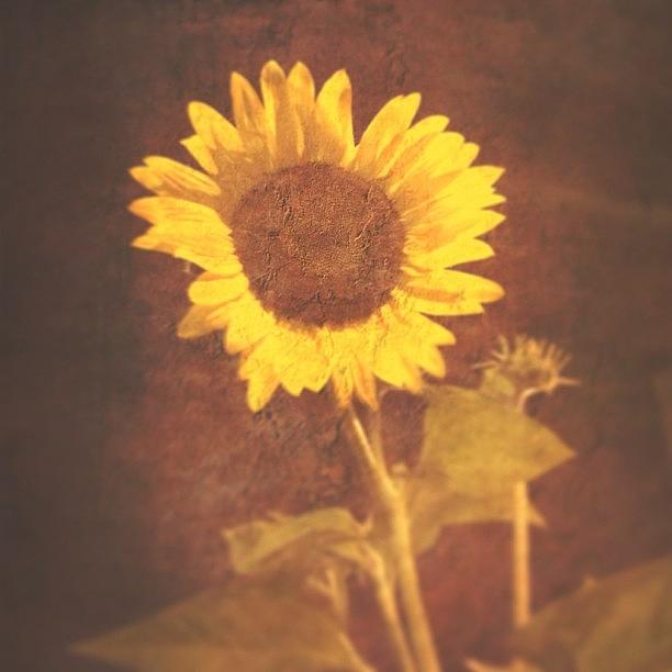 Sunflower Photograph - Created With #distressedfx by Jan Pan