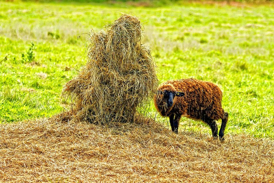 Creating Hay Man -One Bite At A Time Photograph by Constantine Gregory