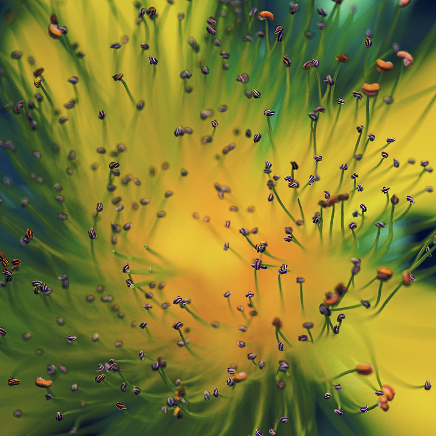 Flower Photograph - Creation by Dimitar Lazarov -