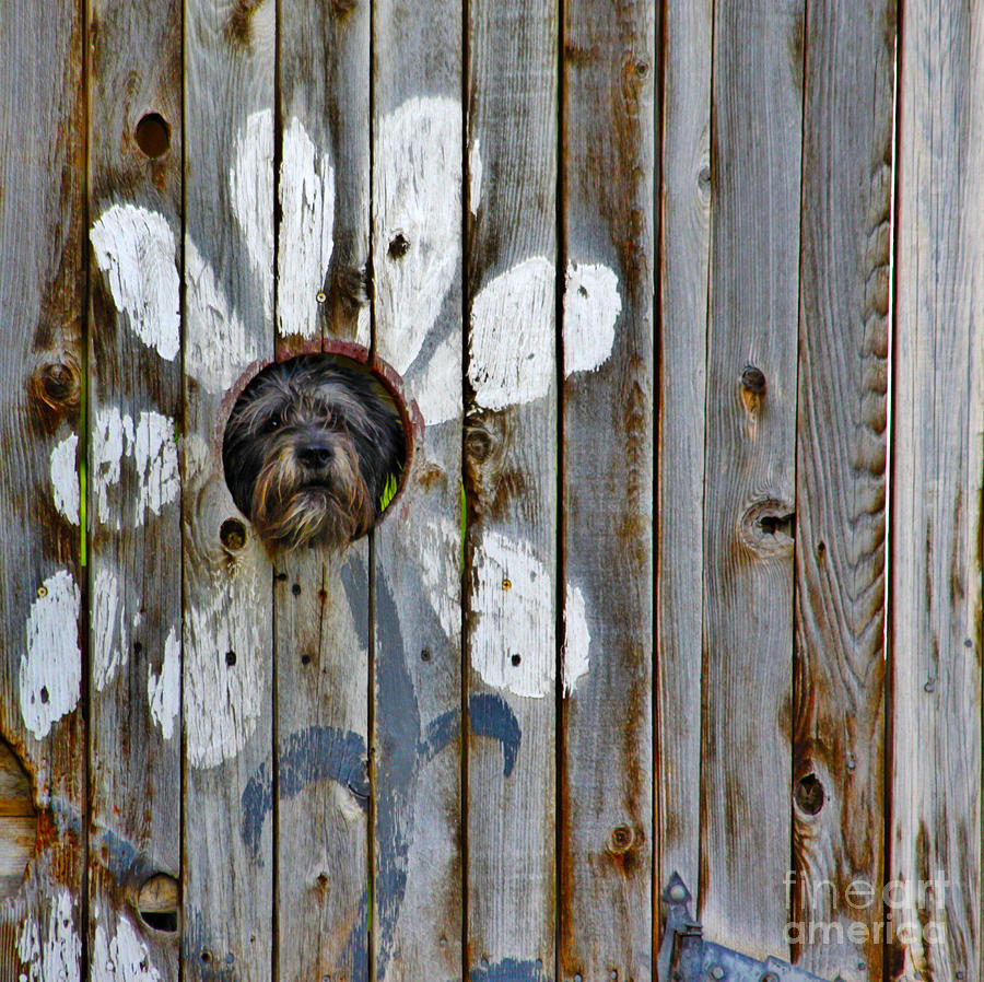 Creative Dog Fence Photograph by Janice Pariza
