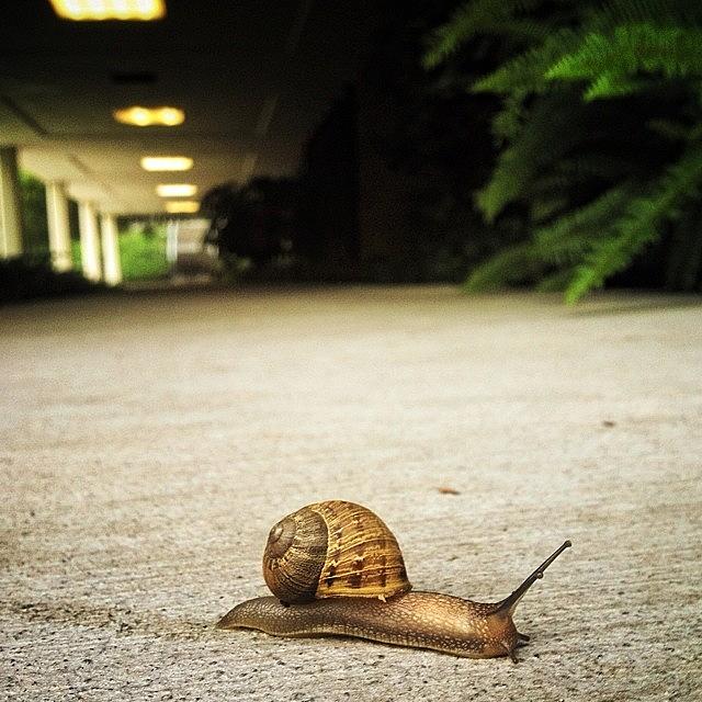 Nature Photograph - ...creatively Random (88) #snail by Tyrone Stokes