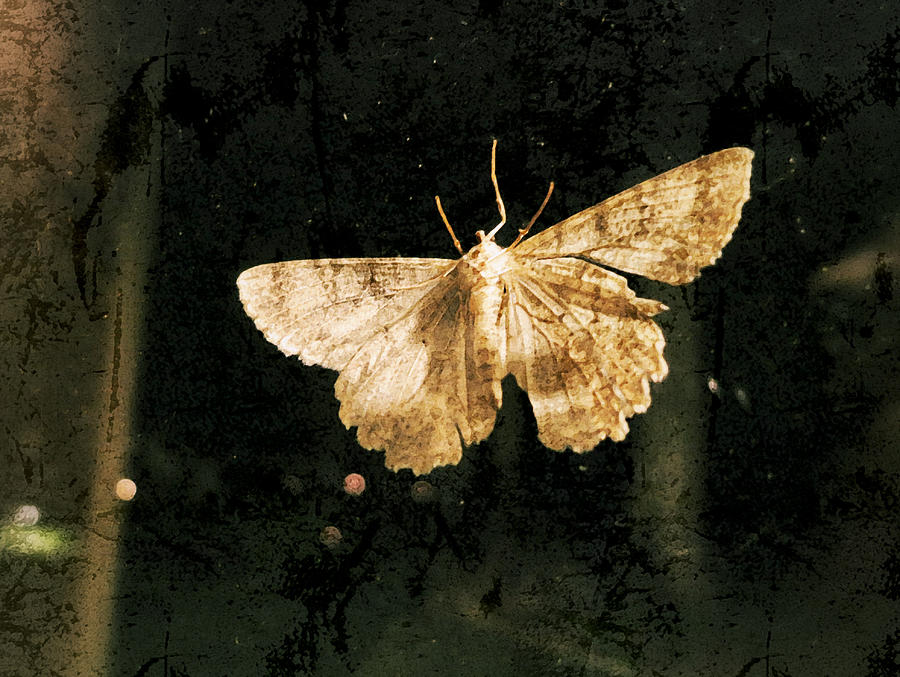 Creature of the Night - Moth Photograph by Patricia Januszkiewicz
