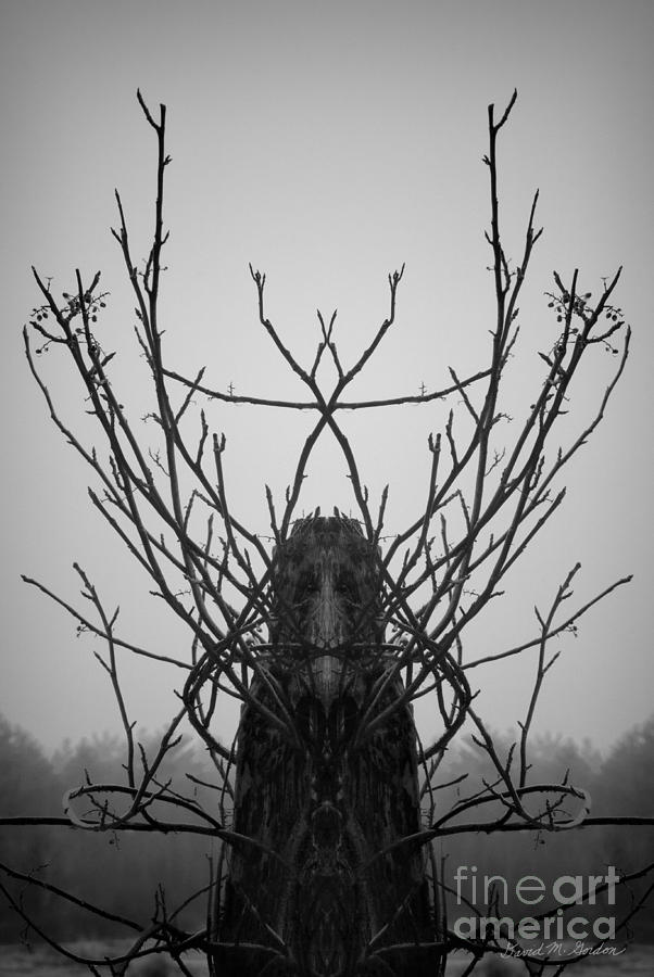 Castle Photograph - Creature of the Wood BW by David Gordon
