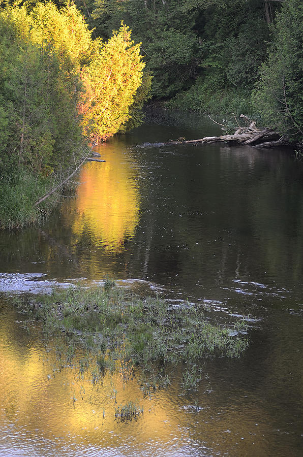 Credit River Fiery Tree Photograph by Steve Somerville