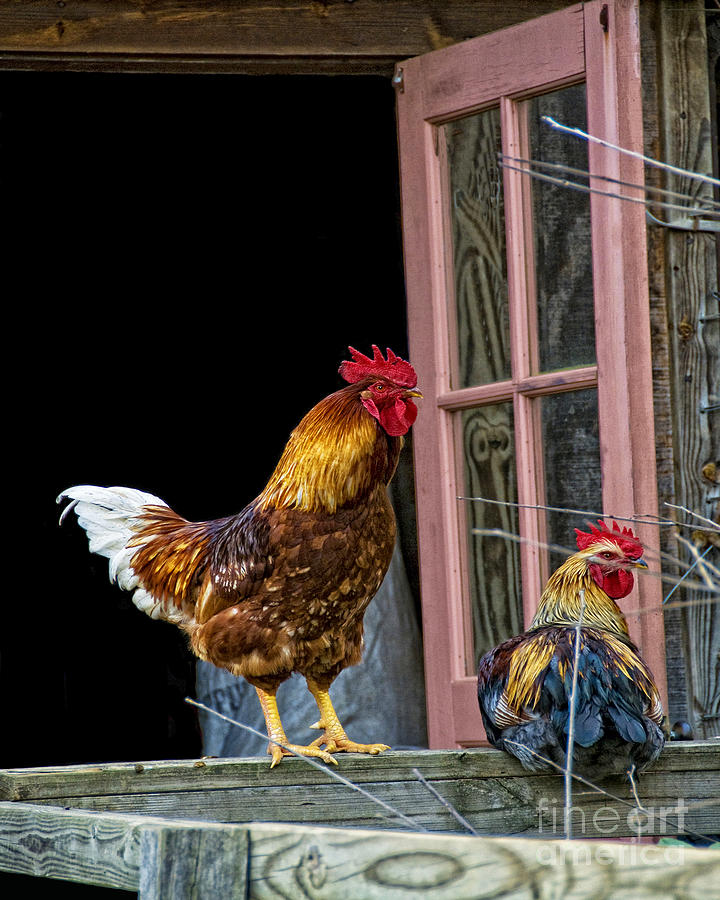 Creegans Farm Roosters Photograph by Timothy Flanigan