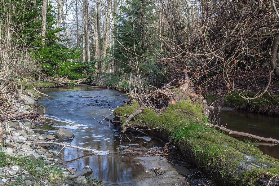 Creek and tree Photograph by Yuri Levchenko - Fine Art America