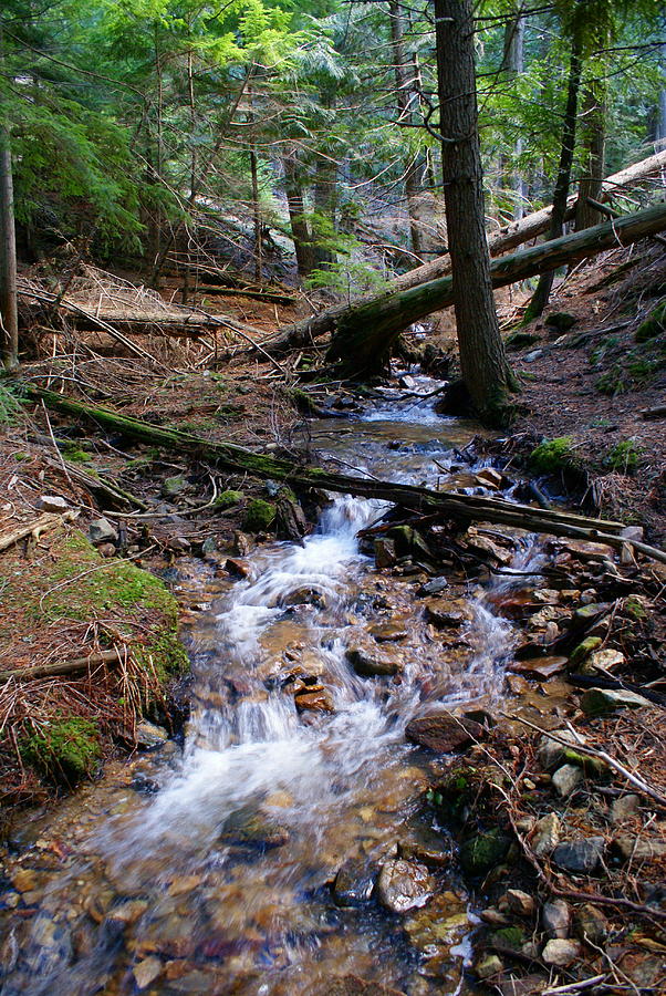 Creek at the Cedar Grove Photograph by Ben Upham III