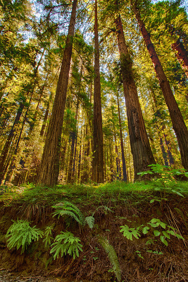 Creek Bed Buddies - California Redwoods I Photograph by Dan Carmichael
