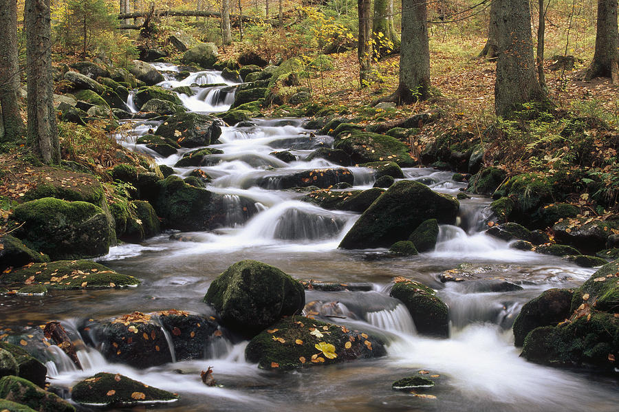 Creek Cascading And Forest Bayerischer Photograph by Konrad Wothe