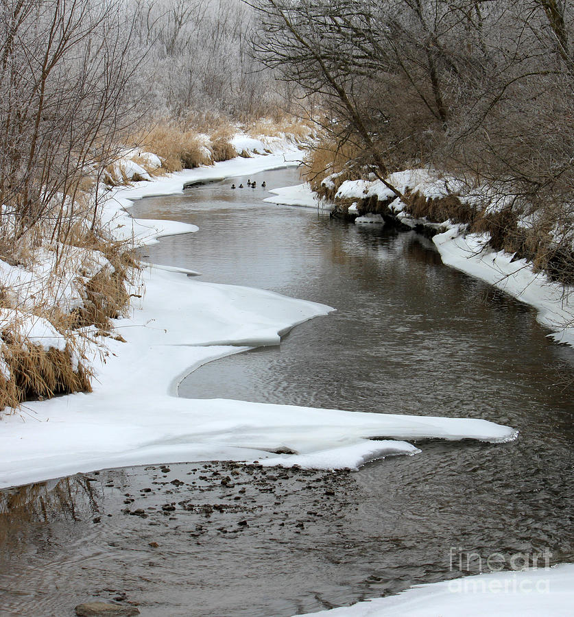 Creek Photograph by Debbie Hart