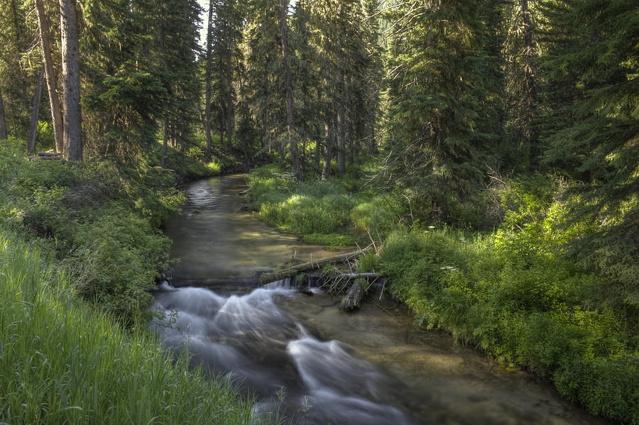 Creek Downward Photograph by Michele Richter - Fine Art America