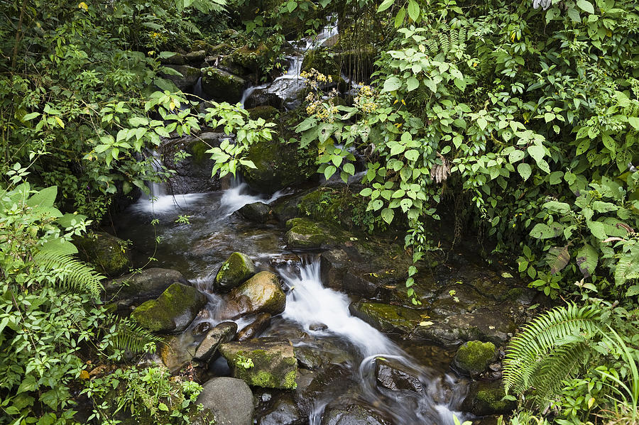 Creek Flowing Through Rainforest Costa Photograph by Konrad Wothe