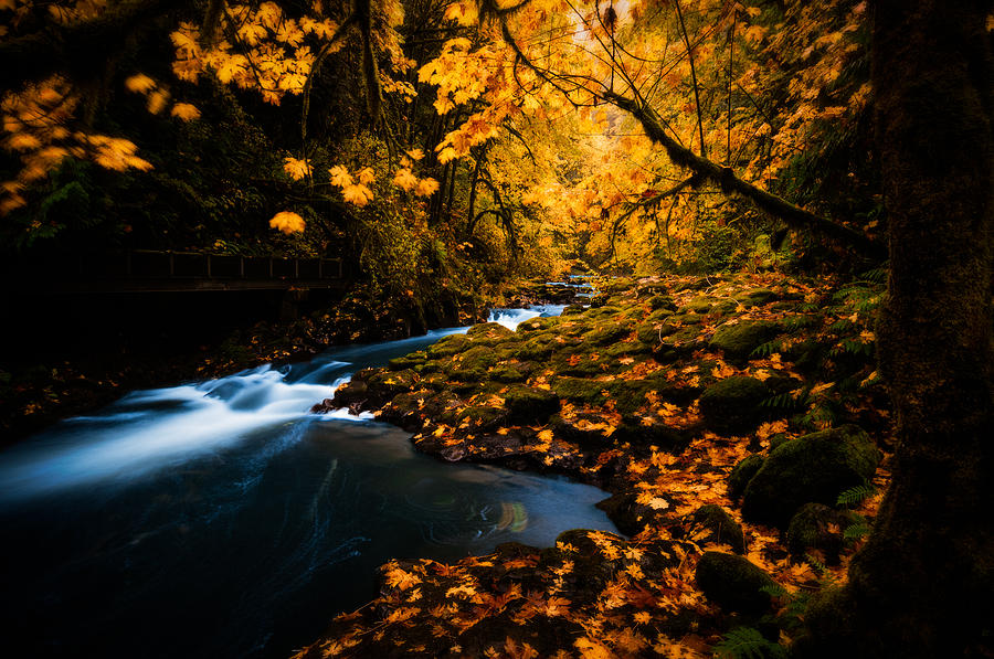 Creek in Autumn Photograph by Brian Bonham