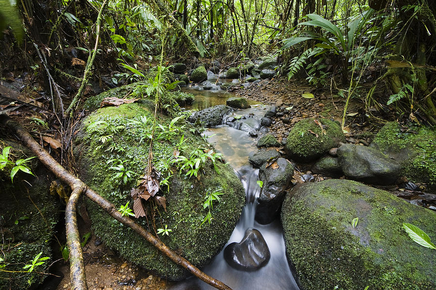 Creek In Mountain Rainforest Costa Rica Photograph by Konrad Wothe