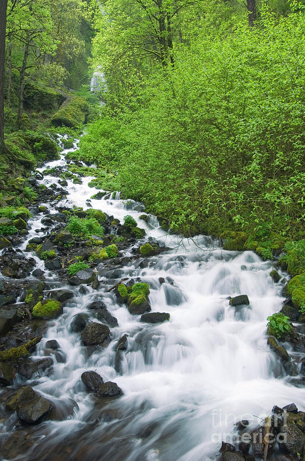 Creek In Oregon Photograph by John Shaw