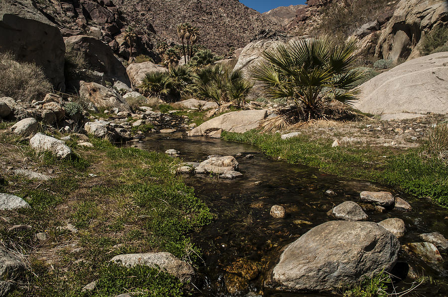 Creek in Palm Canyon 2 Photograph by Lee Kirchhevel