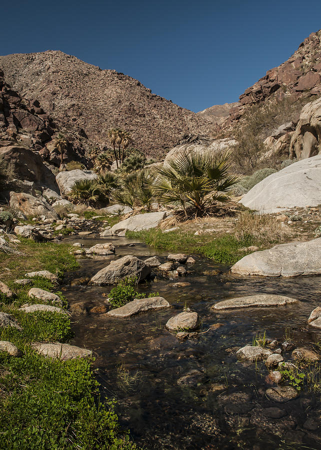Creek in Palm Canyon Photograph by Lee Kirchhevel