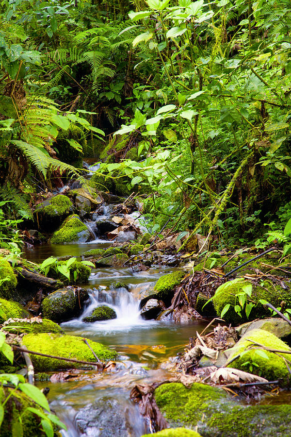 Creek in rainforest Photograph by Alexey Stiop