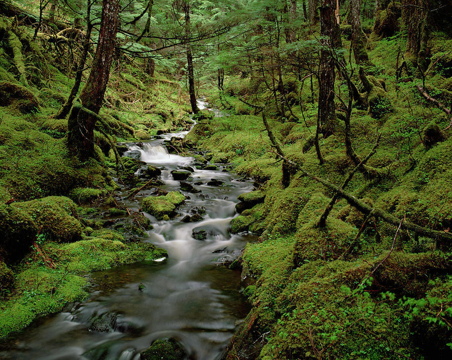 Creek In Temperate Rainforest Photograph by Matthias Breiter