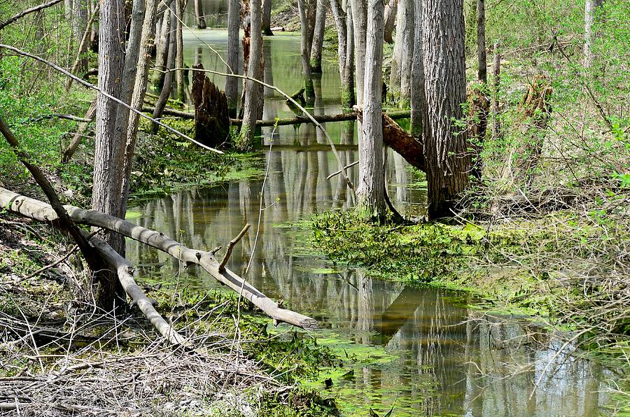 Early Spring in the Woods