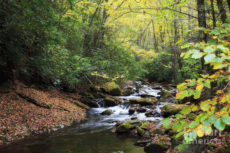 Creek In The Woods Photograph