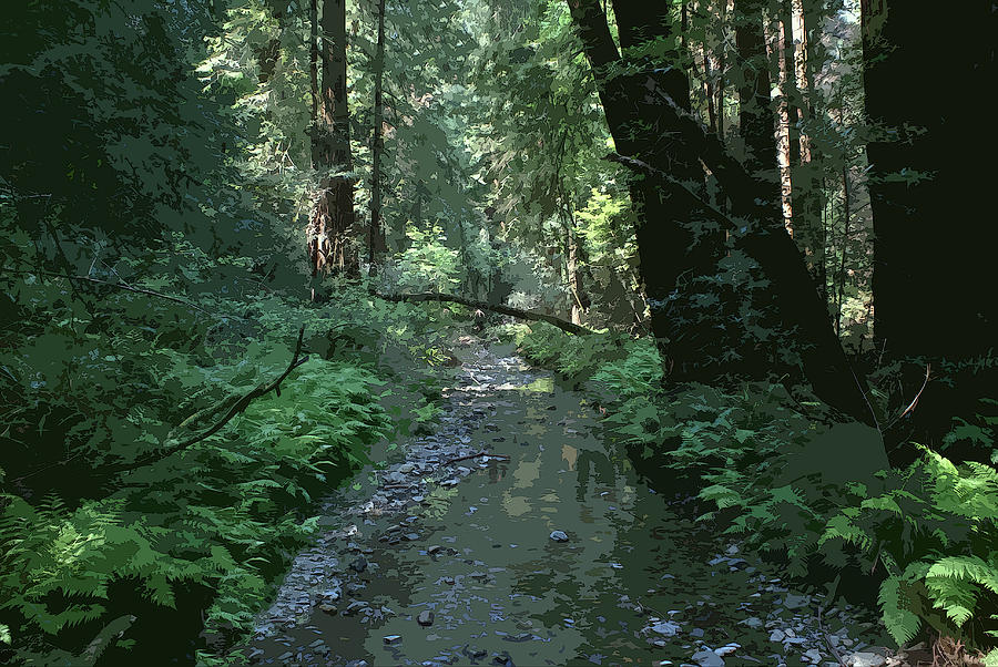 Creek scene at Muir Woods Photograph by Ben Upham III