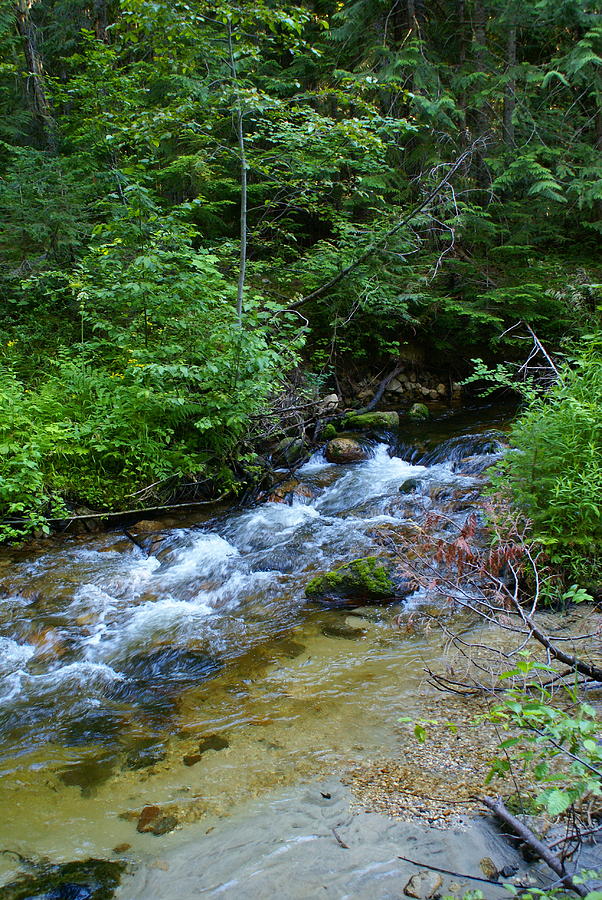 Creek Scene from the Colville National Forest Photograph by Ben Upham III