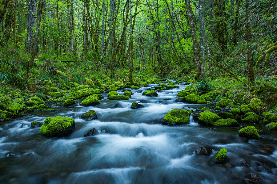 Creek through the woods Photograph by Pattabi M | Fine Art America