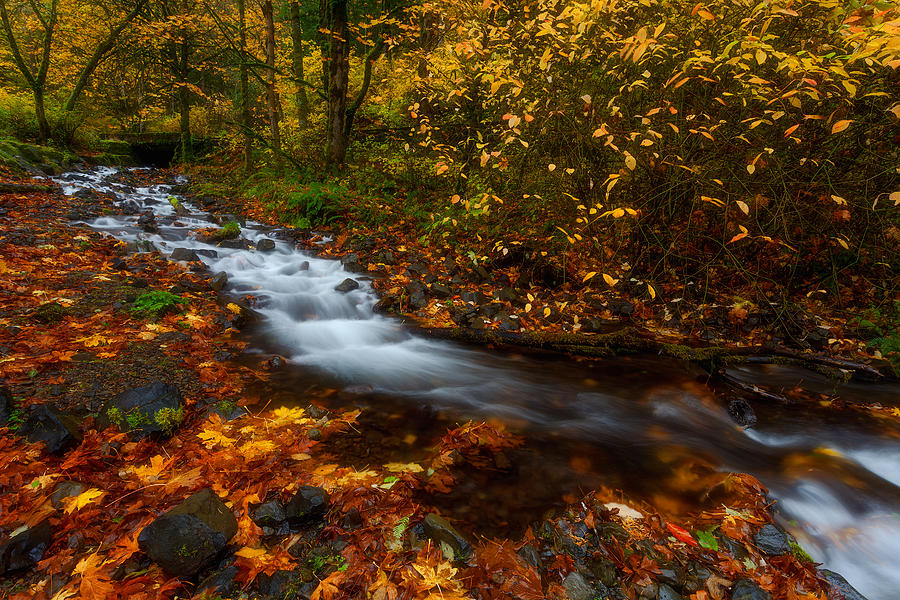 Creekside Colors Photograph