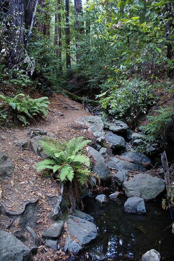 Creekside Paradise in the Redwoods on Tam Photograph by Ben Upham III