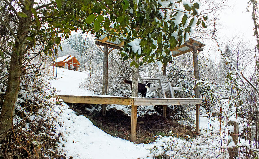 Creekside Pavillion with Cat in the Snow Photograph by Duane McCullough
