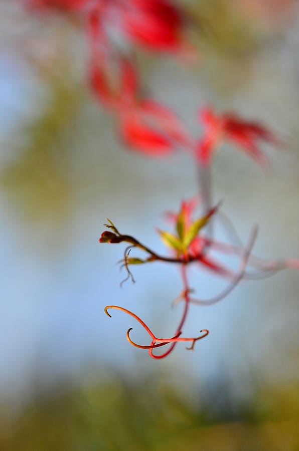 Fall Photograph - Creeper / Autumn by Gynt  