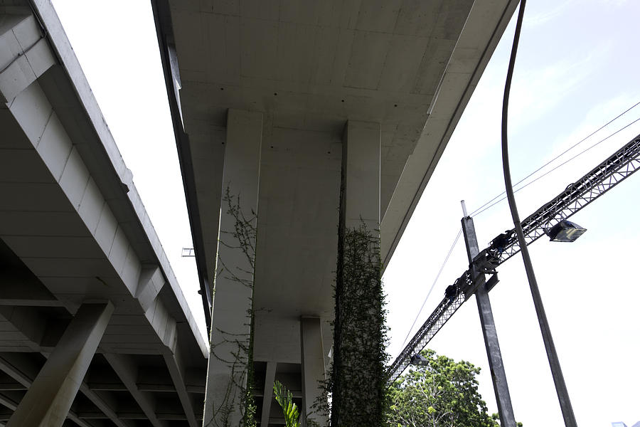 Creepers on the pillars of a flyover on a street in Singapore Photograph by Ashish Agarwal