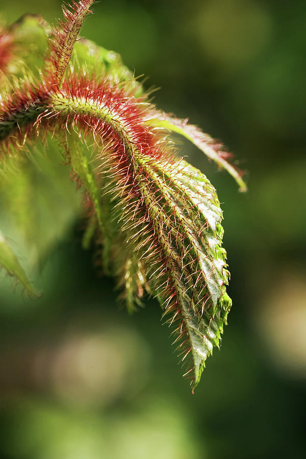 Summer Photograph - Creeping Bramble (rubus Tricolor) Leaves by Geoff Kidd/science Photo Library