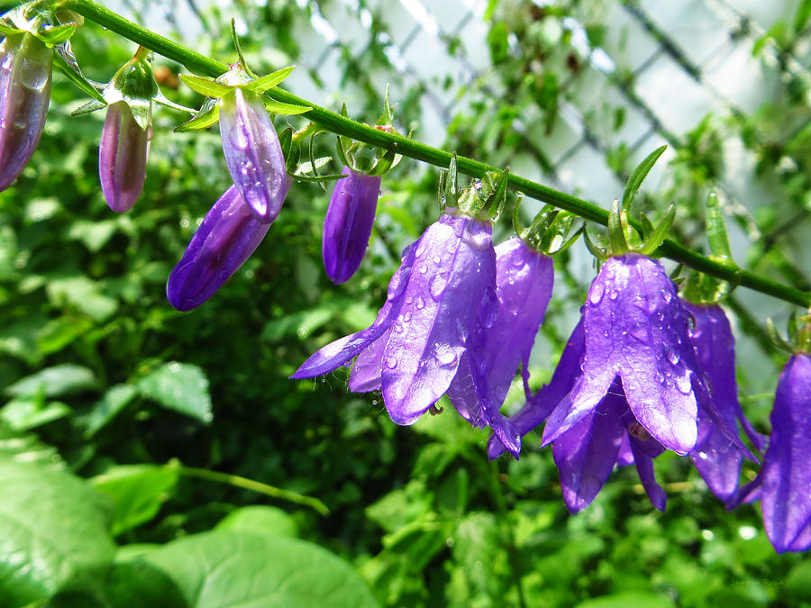 Flower Photograph - Creeping Purple Bellflower by Shawna Rowe